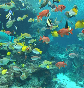 Aquariums And Fish Tank